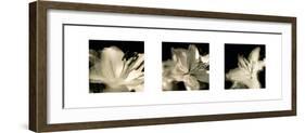 Radiant Lilies-Malcolm Sanders-Framed Giclee Print