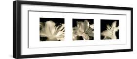 Radiant Lilies-Malcolm Sanders-Framed Giclee Print
