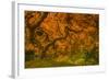 Radiant Maple I-Don Schwartz-Framed Photographic Print