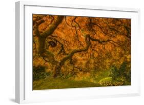 Radiant Maple I-Don Schwartz-Framed Photographic Print