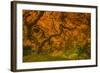 Radiant Maple I-Don Schwartz-Framed Photographic Print