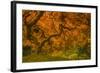 Radiant Maple I-Don Schwartz-Framed Photographic Print