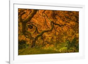 Radiant Maple I-Don Schwartz-Framed Photographic Print