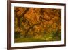 Radiant Maple I-Don Schwartz-Framed Photographic Print