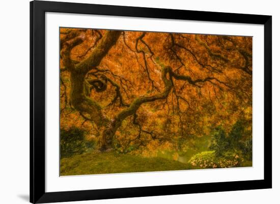 Radiant Maple I-Don Schwartz-Framed Photographic Print