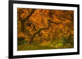 Radiant Maple I-Don Schwartz-Framed Photographic Print