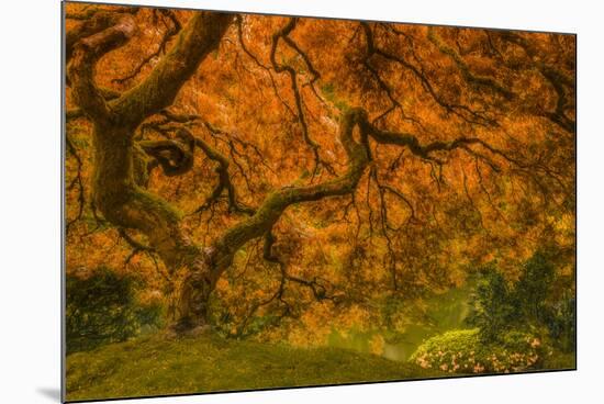 Radiant Maple I-Don Schwartz-Mounted Photographic Print