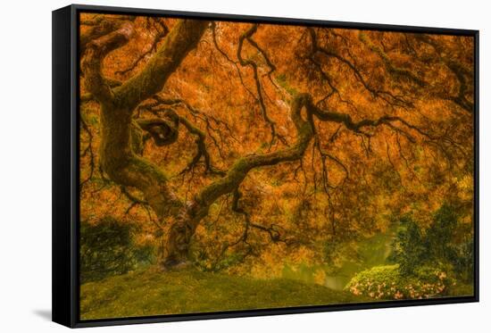 Radiant Maple I-Don Schwartz-Framed Stretched Canvas