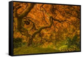 Radiant Maple I-Don Schwartz-Framed Stretched Canvas
