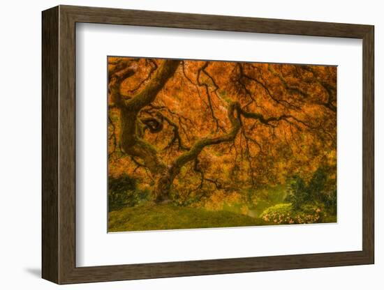 Radiant Maple I-Don Schwartz-Framed Photographic Print