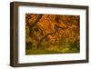 Radiant Maple I-Don Schwartz-Framed Photographic Print