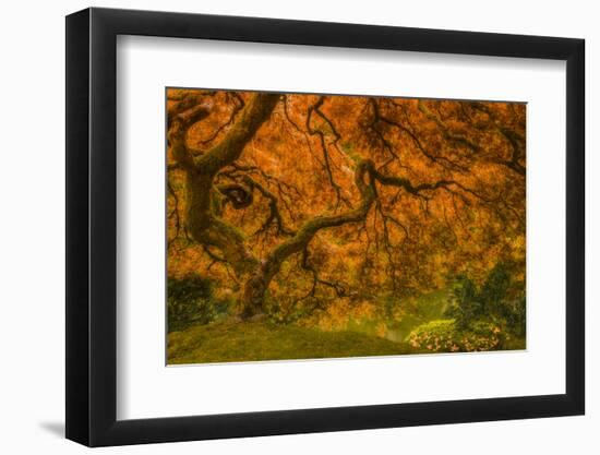 Radiant Maple I-Don Schwartz-Framed Photographic Print