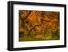 Radiant Maple I-Don Schwartz-Framed Photographic Print