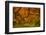 Radiant Maple I-Don Schwartz-Framed Photographic Print