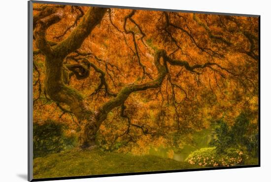 Radiant Maple I-Don Schwartz-Mounted Photographic Print