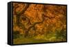 Radiant Maple I-Don Schwartz-Framed Stretched Canvas