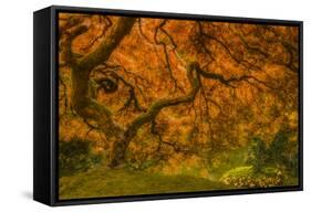 Radiant Maple I-Don Schwartz-Framed Stretched Canvas