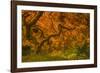 Radiant Maple I-Don Schwartz-Framed Photographic Print