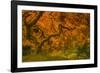 Radiant Maple I-Don Schwartz-Framed Photographic Print