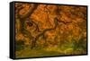 Radiant Maple I-Don Schwartz-Framed Stretched Canvas