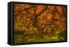 Radiant Maple II-Don Schwartz-Framed Stretched Canvas