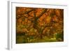 Radiant Maple II-Don Schwartz-Framed Photographic Print