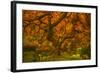 Radiant Maple II-Don Schwartz-Framed Photographic Print