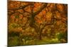 Radiant Maple II-Don Schwartz-Mounted Photographic Print