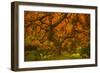 Radiant Maple II-Don Schwartz-Framed Photographic Print