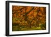 Radiant Maple II-Don Schwartz-Framed Photographic Print