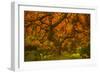 Radiant Maple II-Don Schwartz-Framed Photographic Print