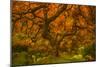 Radiant Maple II-Don Schwartz-Mounted Photographic Print