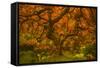 Radiant Maple II-Don Schwartz-Framed Stretched Canvas