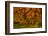 Radiant Maple II-Don Schwartz-Framed Photographic Print