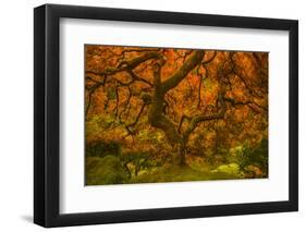 Radiant Maple II-Don Schwartz-Framed Photographic Print