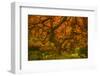 Radiant Maple II-Don Schwartz-Framed Photographic Print