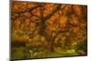 Radiant Maple II-Don Schwartz-Mounted Photographic Print