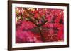 Radiant Maple-Peter Adams-Framed Giclee Print