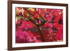 Radiant Maple-Peter Adams-Framed Giclee Print