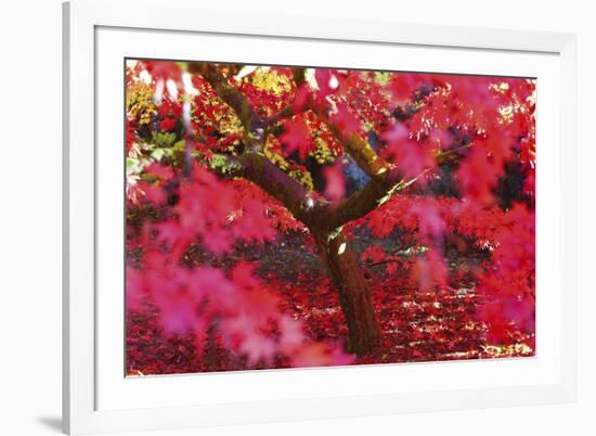 Radiant Maple-Peter Adams-Framed Giclee Print