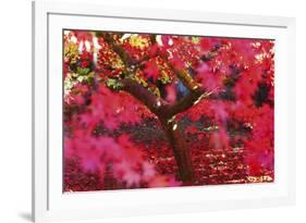 Radiant Maple-Peter Adams-Framed Giclee Print