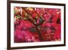 Radiant Maple-Peter Adams-Framed Giclee Print