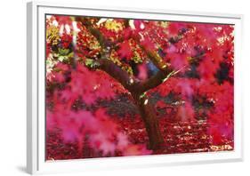 Radiant Maple-Peter Adams-Framed Giclee Print