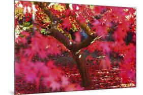 Radiant Maple-Peter Adams-Mounted Giclee Print