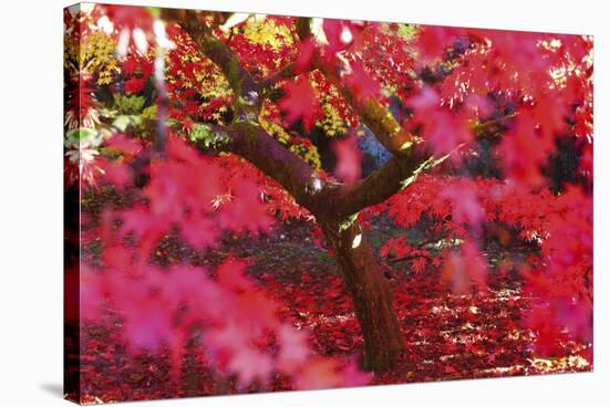 Radiant Maple-Peter Adams-Stretched Canvas