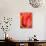 Radiant Orange Tulip-Ella Lancaster-Giclee Print displayed on a wall