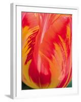 Radiant Orange Tulip-Ella Lancaster-Framed Giclee Print