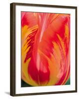 Radiant Orange Tulip-Ella Lancaster-Framed Giclee Print