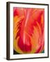 Radiant Orange Tulip-Ella Lancaster-Framed Giclee Print