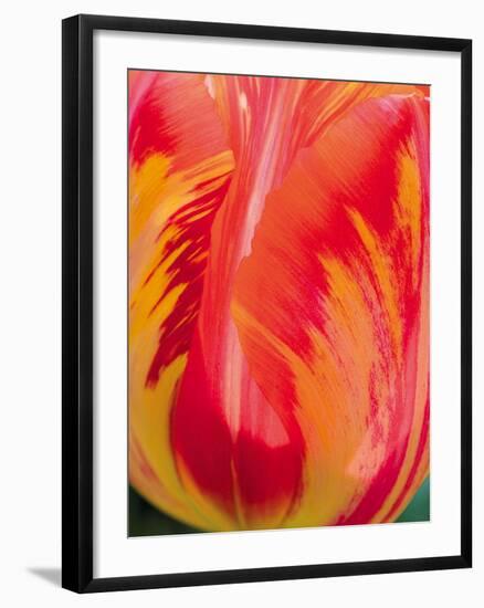 Radiant Orange Tulip-Ella Lancaster-Framed Giclee Print